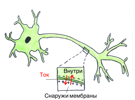 Ток поперёк мембраны