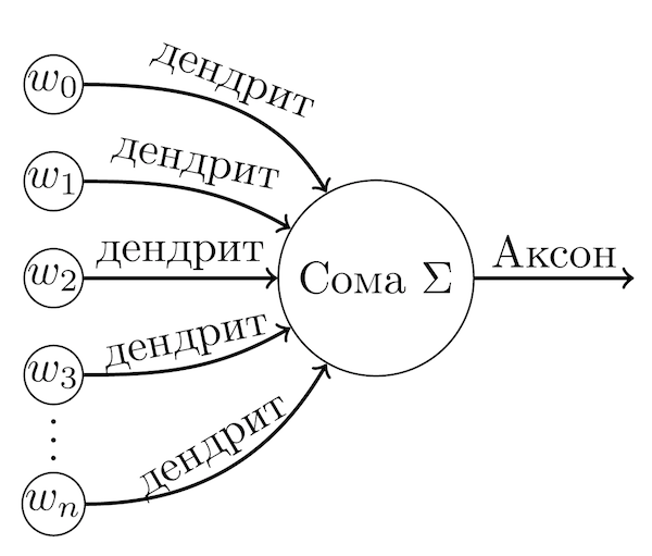 Модель нейрона